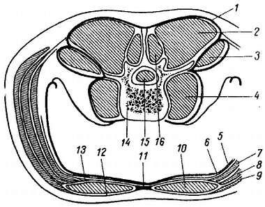 Михаил Привес, Николай Лысенков и др. - Анатомия человека