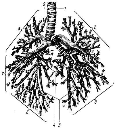 Михаил Привес, Николай Лысенков и др. - Анатомия человека
