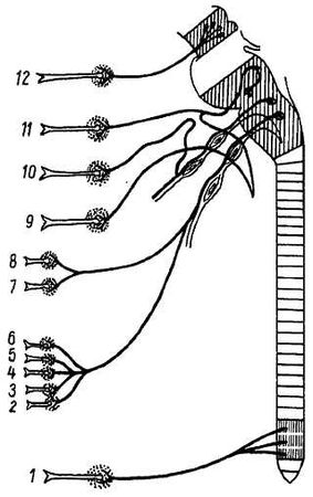 Михаил Привес, Николай Лысенков и др. - Анатомия человека