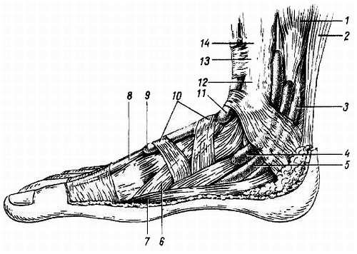 Михаил Привес, Николай Лысенков и др. - Анатомия человека