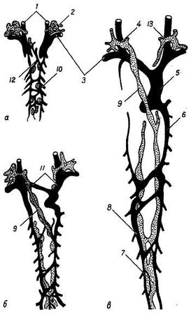 Михаил Привес, Николай Лысенков и др. - Анатомия человека