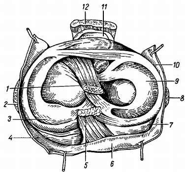 Михаил Привес, Николай Лысенков и др. - Анатомия человека