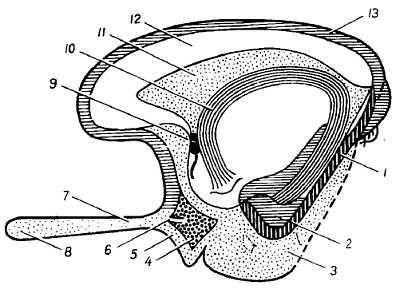 Михаил Привес, Николай Лысенков и др. - Анатомия человека