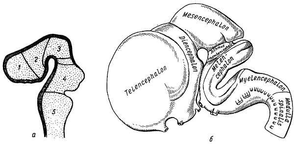 Михаил Привес, Николай Лысенков и др. - Анатомия человека
