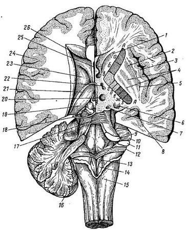 Михаил Привес, Николай Лысенков и др. - Анатомия человека