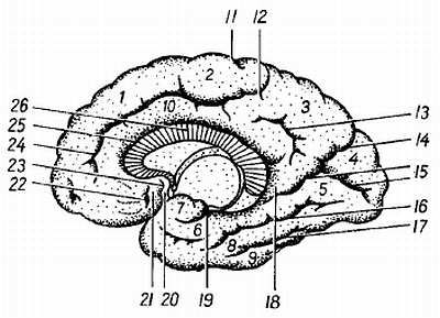 Михаил Привес, Николай Лысенков и др. - Анатомия человека