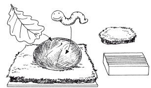Наталья Дмитриева - Поделки из природных материалов