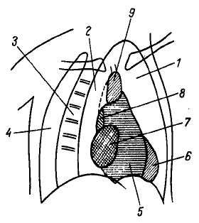Михаил Привес, Николай Лысенков и др. - Анатомия человека