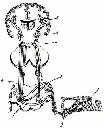 Михаил Привес, Николай Лысенков и др. - Анатомия человека