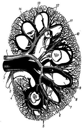 Михаил Привес, Николай Лысенков и др. - Анатомия человека