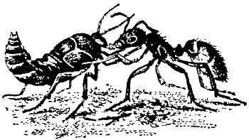 Игорь Акимушкин - Причуды природы