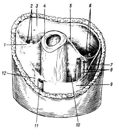 Михаил Привес, Николай Лысенков и др. - Анатомия человека