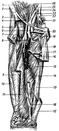 Михаил Привес, Николай Лысенков и др. - Анатомия человека