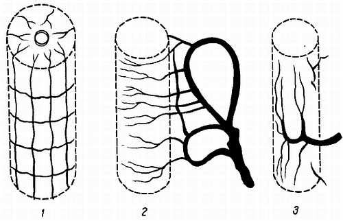 Михаил Привес, Николай Лысенков и др. - Анатомия человека