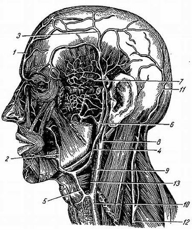 Михаил Привес, Николай Лысенков и др. - Анатомия человека