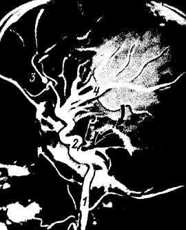 Михаил Привес, Николай Лысенков и др. - Анатомия человека