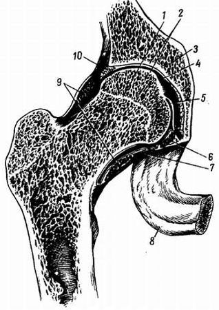 Михаил Привес, Николай Лысенков и др. - Анатомия человека