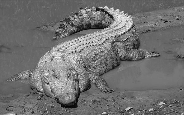 Николай Непомнящий - 100 великих тайн доисторического мира