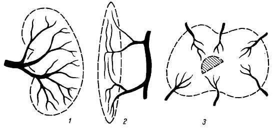 Михаил Привес, Николай Лысенков и др. - Анатомия человека