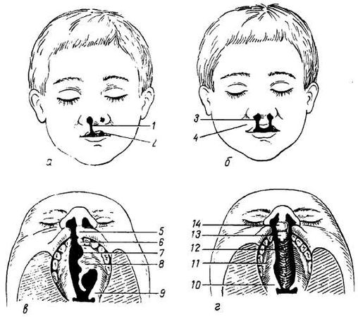 Михаил Привес, Николай Лысенков и др. - Анатомия человека