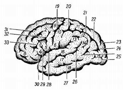Михаил Привес, Николай Лысенков и др. - Анатомия человека