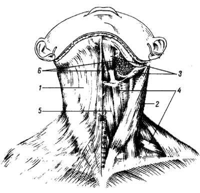 Михаил Привес, Николай Лысенков и др. - Анатомия человека