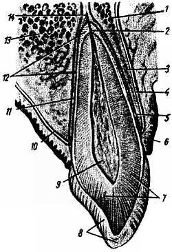 Михаил Привес, Николай Лысенков и др. - Анатомия человека