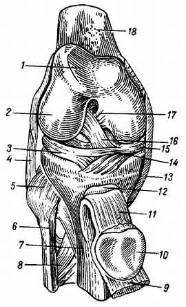Михаил Привес, Николай Лысенков и др. - Анатомия человека
