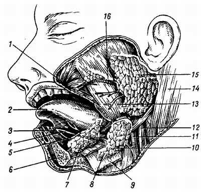 Михаил Привес, Николай Лысенков и др. - Анатомия человека