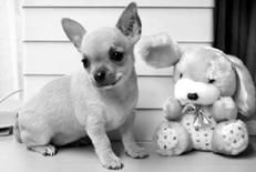 Линиза Жалпанова - Чихуахуа