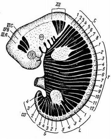 Михаил Привес, Николай Лысенков и др. - Анатомия человека