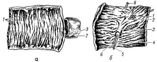 Михаил Привес, Николай Лысенков и др. - Анатомия человека