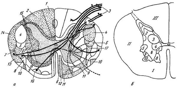 Михаил Привес, Николай Лысенков и др. - Анатомия человека