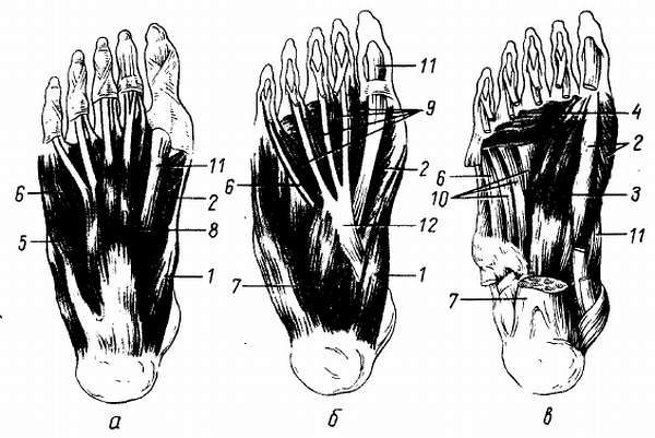 Михаил Привес, Николай Лысенков и др. - Анатомия человека