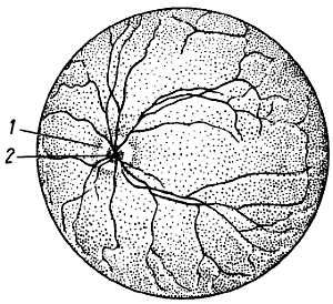 Михаил Привес, Николай Лысенков и др. - Анатомия человека