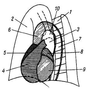 Михаил Привес, Николай Лысенков и др. - Анатомия человека