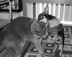 Линиза Жалпанова - Чихуахуа