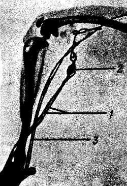 Михаил Привес, Николай Лысенков и др. - Анатомия человека