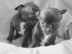 Линиза Жалпанова - Чихуахуа