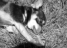 Линиза Жалпанова - Чихуахуа