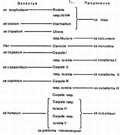 Михаил Привес, Николай Лысенков и др. - Анатомия человека