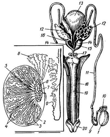 Михаил Привес, Николай Лысенков и др. - Анатомия человека