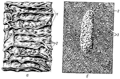 Михаил Привес, Николай Лысенков и др. - Анатомия человека