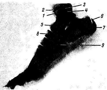 Михаил Привес, Николай Лысенков и др. - Анатомия человека
