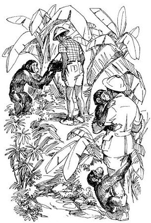 Бернгард Гржимек - Среди животных Африки