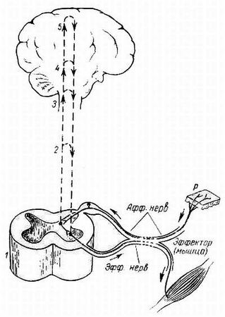 Михаил Привес, Николай Лысенков и др. - Анатомия человека