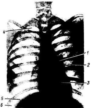 Михаил Привес, Николай Лысенков и др. - Анатомия человека