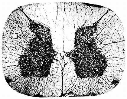 Михаил Привес, Николай Лысенков и др. - Анатомия человека