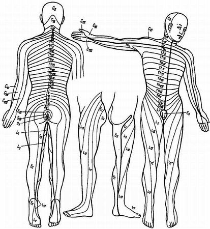 Михаил Привес, Николай Лысенков и др. - Анатомия человека