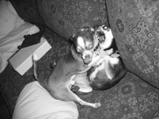 Линиза Жалпанова - Чихуахуа